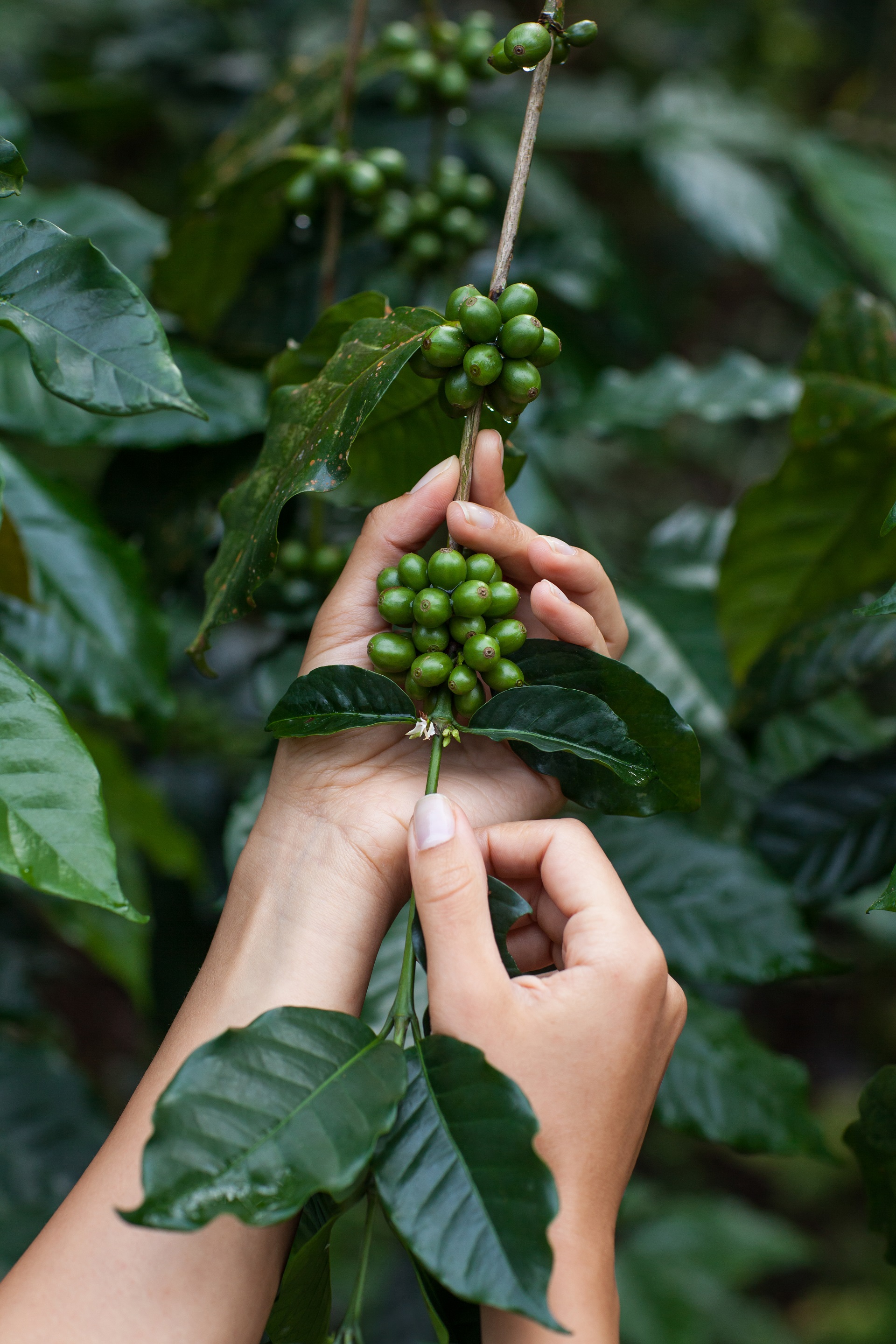 Μικρή παρτίδα καφέ microlot