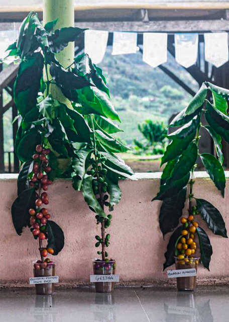 Όχι μόνο Arabica: ποικιλίες καφέ για αρχάριους